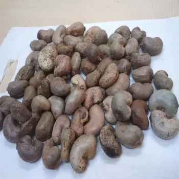 Natural Raw Cashew Nuts